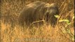 Elephants - the world's largest land mammals