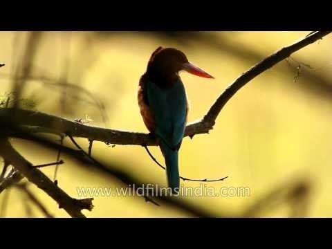 White-breasted Kingfisher of Bharatpur Bird sanctuary