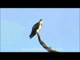 Osprey sits lonely in the Himalayan foothills...