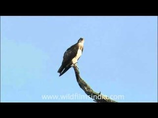 Osprey sits lonely in the Himalayan foothills...