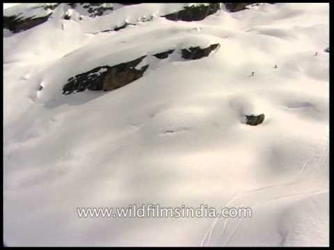 Ant-like adventure seekers skiing in the Himalayas - as seen from a chopper