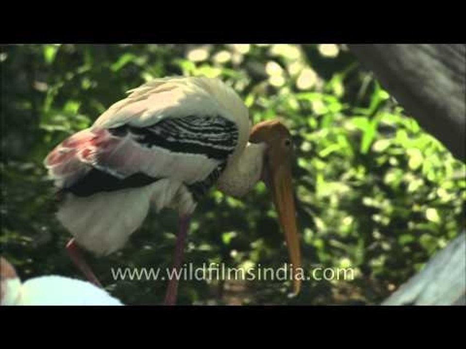 Painted storks on tree tops appearing like cluttered dirty blobs of white