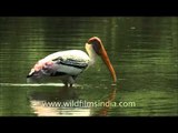 Elongated bill of Painted storks help them to hold slippery fish