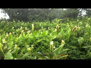 Indian arrowroot blooming in the Kas Plateau