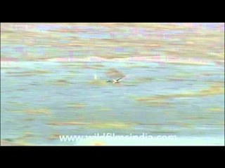 Black-necked Stork walking on the water?!?!