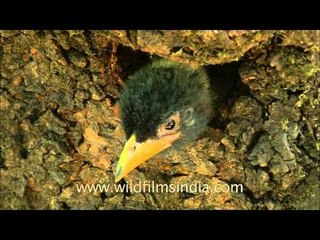 Ready to explore the world - Great hill Barbet