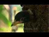 Himalayan barbet chick peeping out of its nest