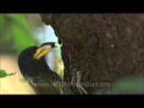 Feeding its chicks - Himalayan barbet