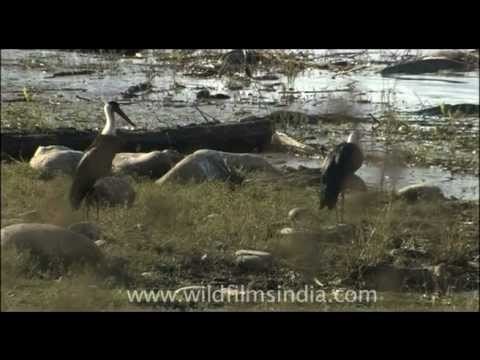 Enriched wetland ecosystem attracts Woolly-necked Storks