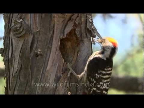 Brown-fronted Pied Woodpecker feeds its chicks
