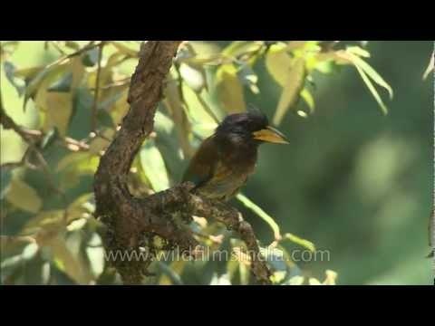 Himalayan Barbet on a tree branch outside its nest-hole