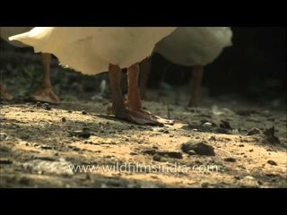 Yellow beak and webbed feet - Geese, Delhi Zoo
