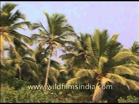 Fruit bearing coconut palms along Goan coastline