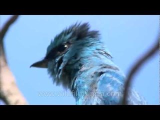 Named for its copper sulphate colour - Verditer Flycatcher