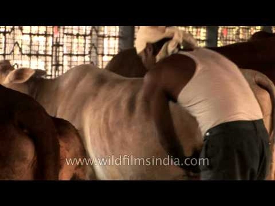 Cattle shed clean-out at Go-vigyan Anusandhan Kendra