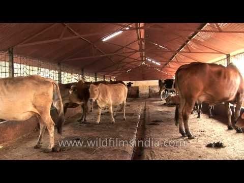 Finely selected holy cows for extracting dumps and piss