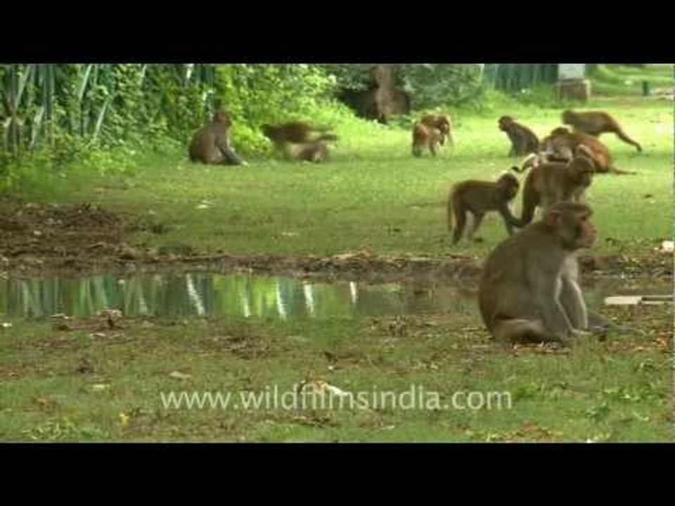 Bratty rowdy Macaques