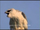Black-shouldered Kite, with red eyes, on a keekar tree