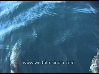 Dolphins swimming really fast in Kerala backwaters