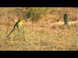 Trio of Blue-tailed Bee-eaters (Merops philippinus) in Corbett National Park