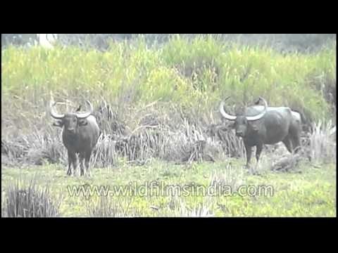 Wild water buffaloes of Kaziranga