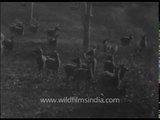 Wildlife archival footage from pre-Independence India