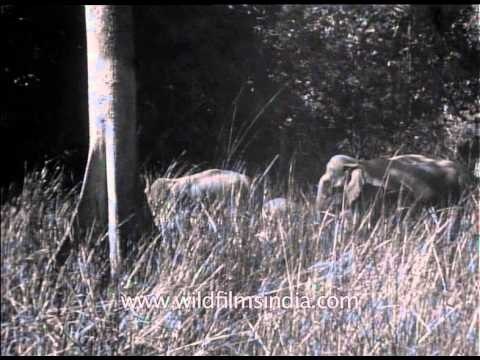 Wildlife from the past: India in the British era