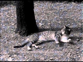Archival footage - Cat playing with a hanging paper ball