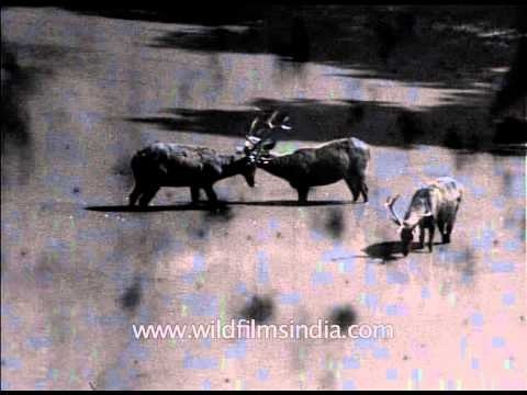 Archival footage of Barasingha and Chital sparring and grazing in India