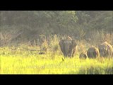 Mighty young Elephants at the Corbett National park