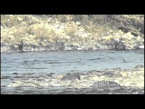 Kaziranga National Park, India