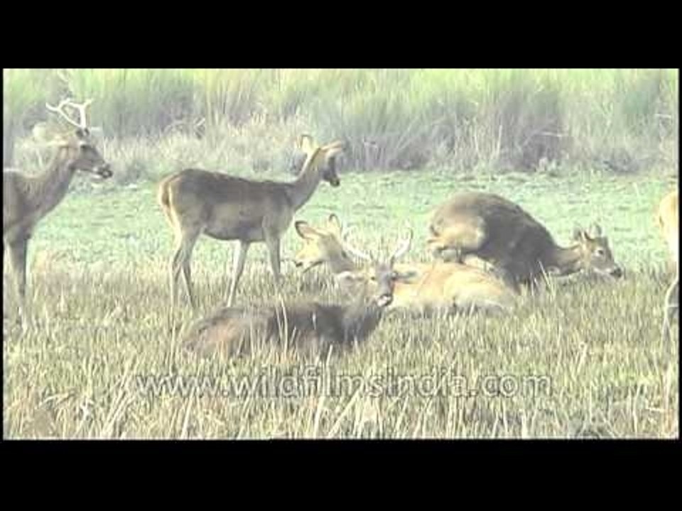 Barasingha grazing in greener pastures of Kaziranga