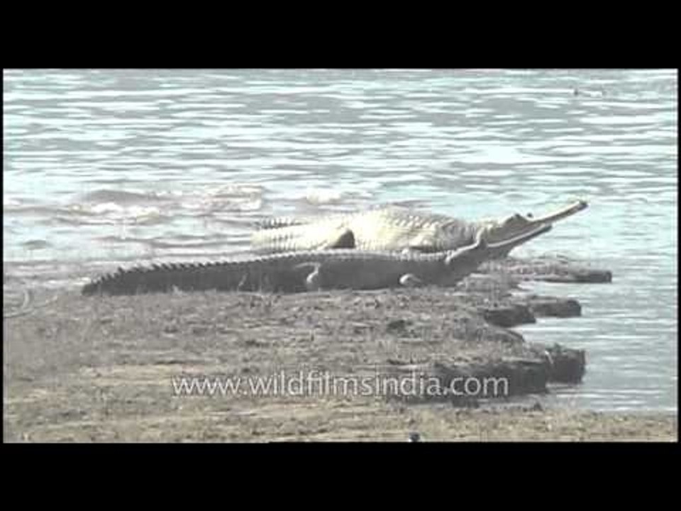 Gharials of Assam
