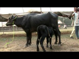 Buffalo with its calf suckling milk - Sonepur mela
