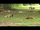 Macaques lazying around on a fine day!
