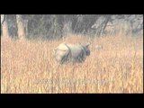 Mighty Rhino wanders in his territory - Kaziranga!