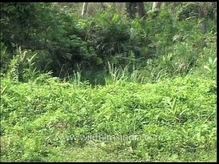 Elephant safari with its baby at the Kaziranga park, India