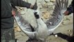 Rare Black-necked Crane killed by village children, with a catapult