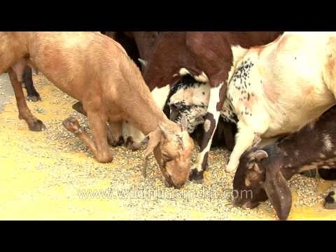 Goats sell like hot cake at Sonepur mela