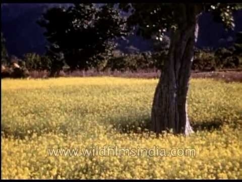 Indian wild and garden flowers from the 1930's - video Dailymotion