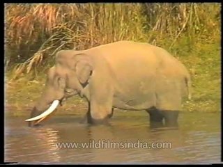 Elephant eating fish: first non-vegetarian pachyderm!