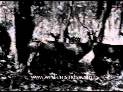 Old archival footage of chital grazing in Corbett