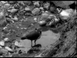 Peacocks of yore - ancient Indian peafowl from a British collection