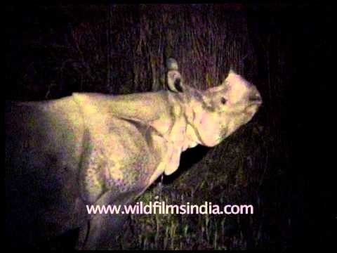Nocturnal activities of wild animals of Kaziranga National Park