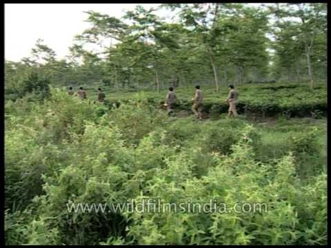 Team of forest rangers searching for Elephants
