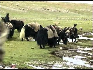 Yaks at the Buddhist pilgrimage of Kailash Mansarovar in Tibet