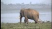 Elephant of Kaziranga National Park