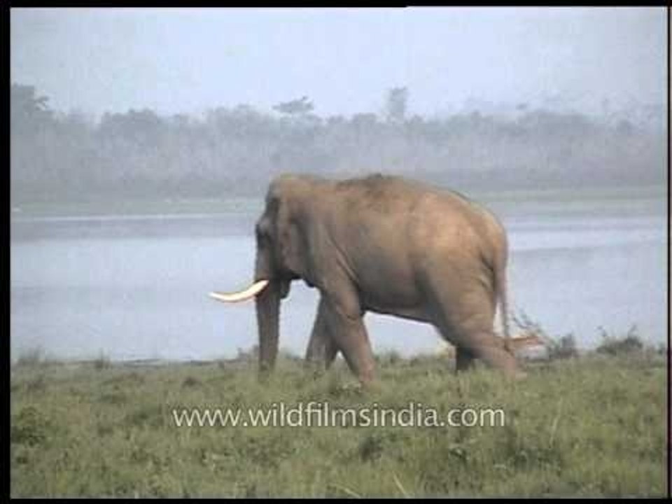 Elephant of Kaziranga National Park