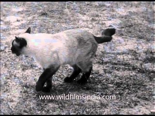 Archival Indian feline - Hello kitty!