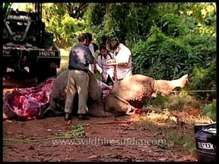 Bloodied dead body of an Elephant during postmortem